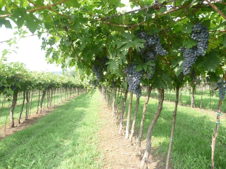 O Amarone Tenuta Casaletti  produzido com as uvas Corvina, Corvinone, Rondinella e outras variedades locais, selecionadas no momento da colheita manual