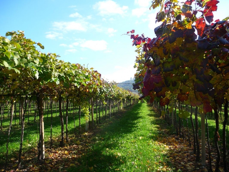 O Amarone da Valpolicella  hoje considerado como o mais prestigiado dos vinhos veroneses e como um dos vinhos italianos tintos mais importantes