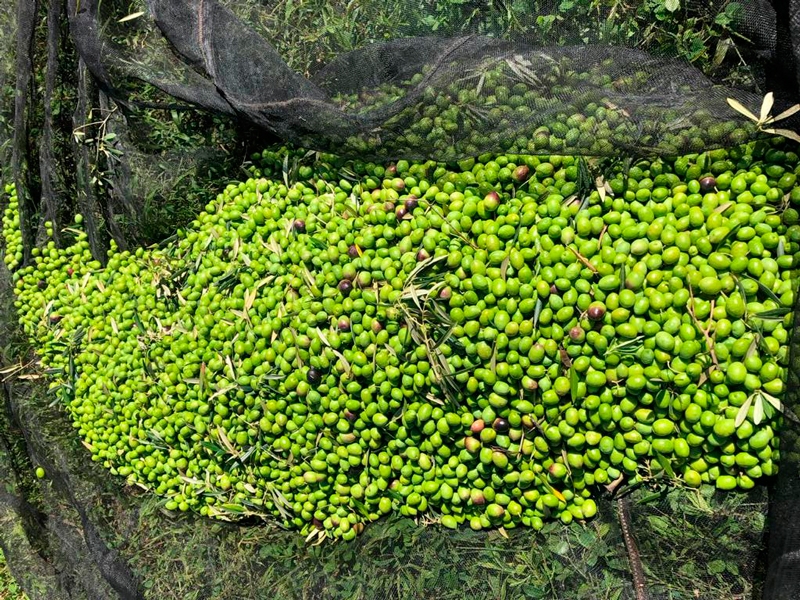 Ali puderam observar os aspectos do manejo da planta e, tambm, degustar os produtos elaborados na Serra Gacha