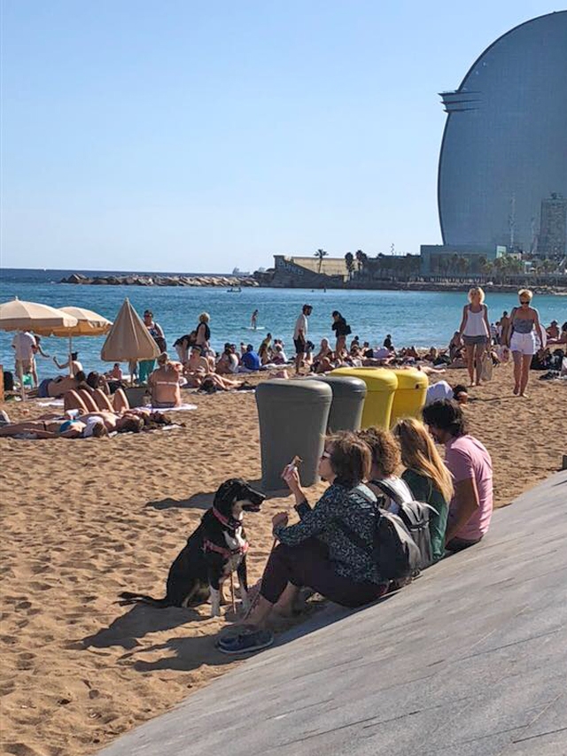 A hashtag #vaitercachorronapraiasim se popularizou nas redes sociais aps um projeto criar faixas de areia especficas para circulao de ces nas praias cariocas