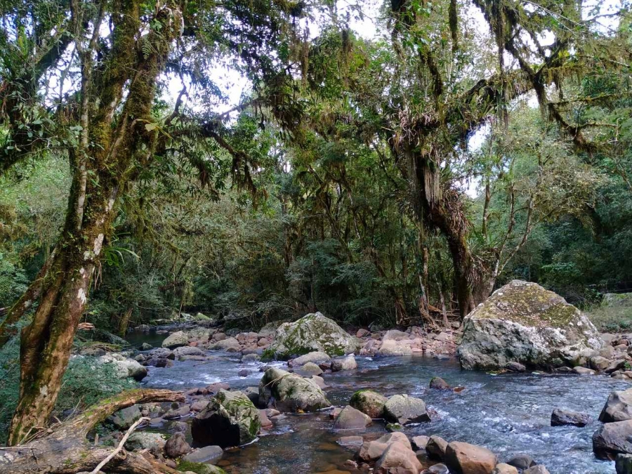 "Ns acreditamos que somos parte da natureza e que, precisamos ter CONTATO com ela. Ou seja, precisamos sair para tomar sol, para caminhar e respirar ar puro, precisamos ver as rvores e as plantas, observar as flores, os pssaros, ouvir o barulho das guas e observar as ondas do mar" (Foto: Tain Dossiatti)