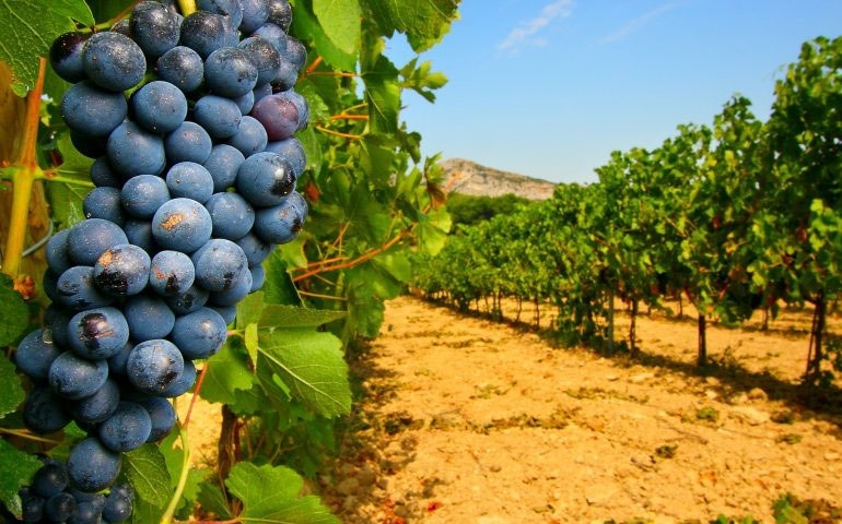 O que influe realmente na qualidade de um vinho? 