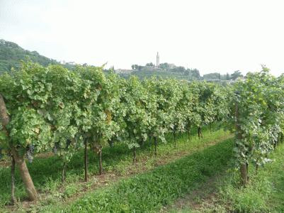 Soave DOC Tenuta Casaletti