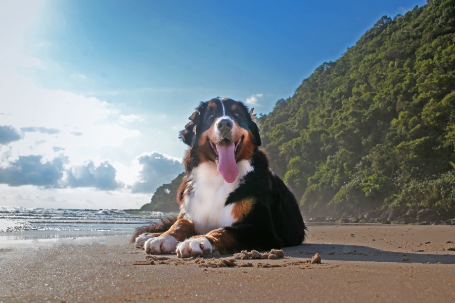 Cachorro na Praia: H Espao para Eles na Areia?